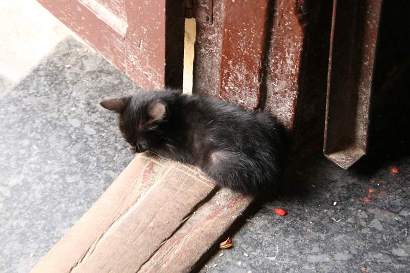 India & Nepal 2011 - 0402